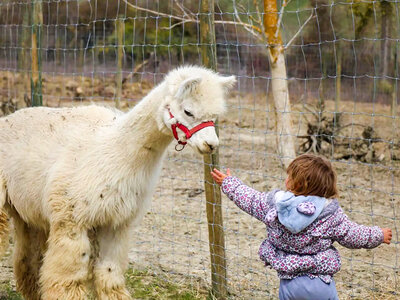 Cofanetto A spasso con gli alpaca: slow trekking in una fattoria per 2 adulti e 1 bambino