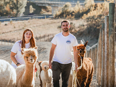 Cofanetto regalo A spasso con gli alpaca: slow trekking in una fattoria per 2 adulti e 1 bambino