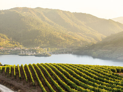 Caja Sabor a Galicia: visita a Viña Costeira Enoturismo con cata de vino y quesos