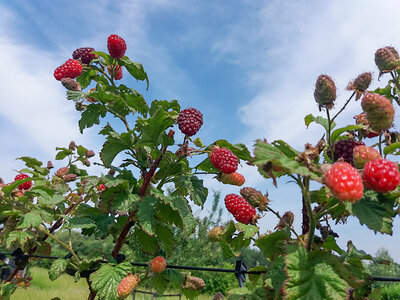 Doos Bloemen- of fruitplukbeurt en lunch nabij Venlo