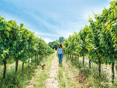 Cofanetto Percorsi enologici d'atmosfera