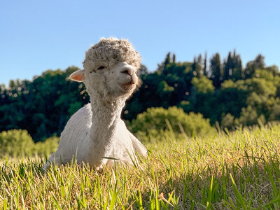 Gita in fattoria con gli alpaca per tutta la famiglia