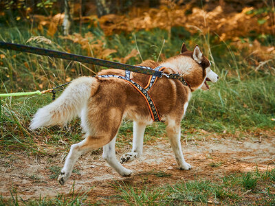 2h de Cani-Balade inoubliable pour 1 adulte et 1 enfant près de Valence