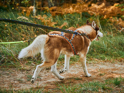 Coffret cadeau 2h de Cani-Balade en famille près de Valence