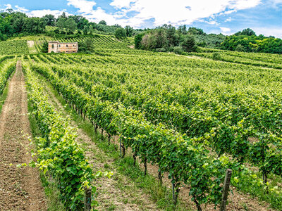 Cassetta di 4 vini rossi italiani biologici e artigianali consegnati a domicilio