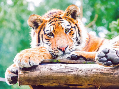 Coffret Journée à 2 au Parc Zoologique d'Amnéville avec nuit à l'hôtel