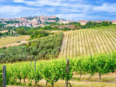 Cofanetto regalo Le Marche e i suoi vini: visita a 1 cantina, 1 degustazione e 2 bottiglie