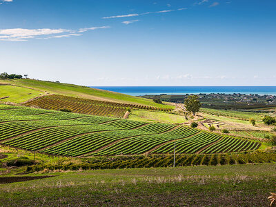 Cofanetto regalo Degustazione di vini siculi, visita alla cantina e 2 bottiglie omaggio