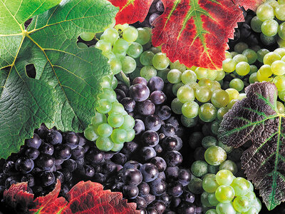 Degustazione di vini siculi, visita alla cantina e 2 bottiglie omaggio