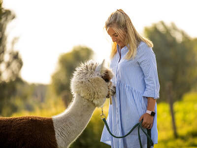 Fotosessie tussen de Alpaca's