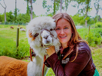 Doos Fotosessie tussen de Alpaca's