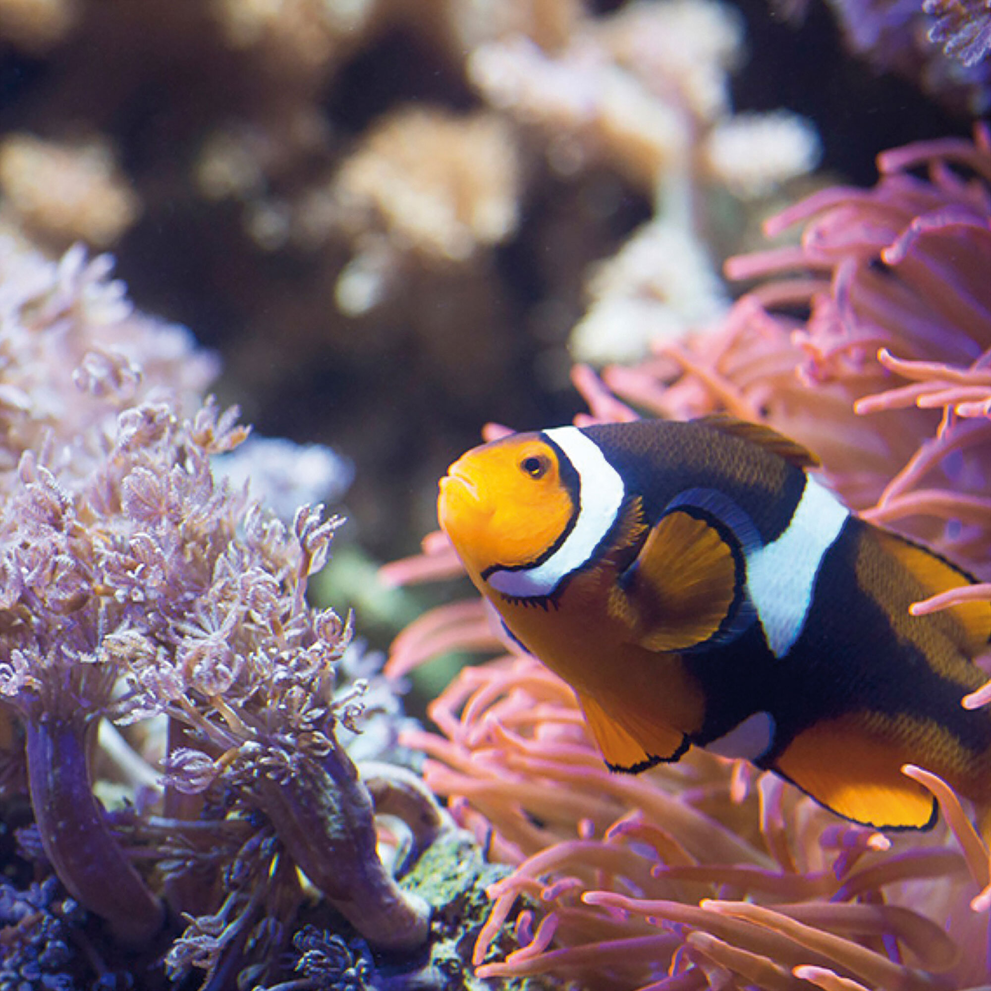 Aquarium Sea Life - Val d’Europe - Smartbox