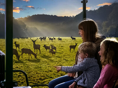 Toegang tot het Wildpark in Han-sur-Lesse voor 1 volwassene