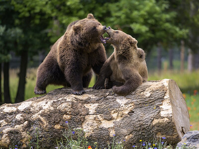 Doos Toegang tot het Wildpark in Han-sur-Lesse voor 1 volwassene