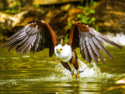 Coffret Visite de la Falconeria Locarno pour 2 avec prosecco et photo