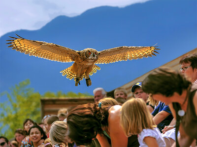 1 visita alla Falconeria Locarno per 2 con Prosecco e foto con un gufo