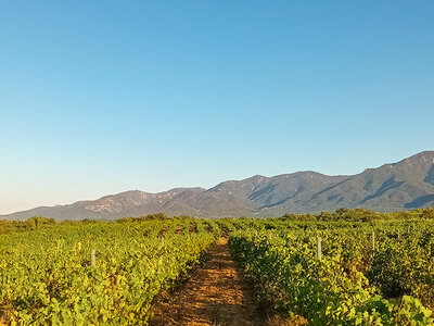 Coffret cadeau Visite d’un domaine viticole près de Perpignan avec dégustation et 6 bouteilles offertes