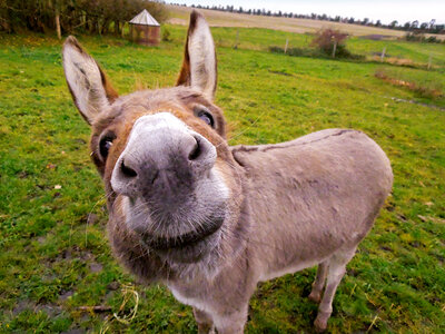 Boks Træd ind i dyrenes verden