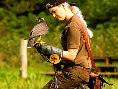 Træd ind i dyrenes verden