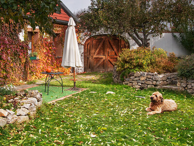 Vacances de rêve pour chien et maître : 3 jours avec petit déjeuner en Suisse