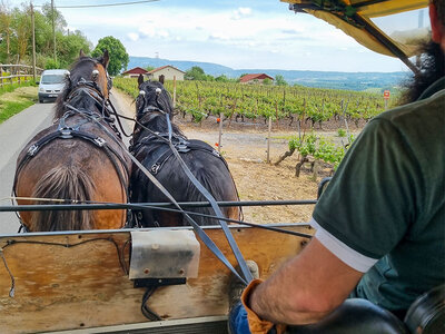Cofanetto regalo Tra le vigne svizzere in carrozza: 1 degustazione di vini con colazione