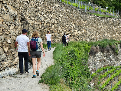 Tra le vigne svizzere in carrozza: 1 degustazione di vini con colazione