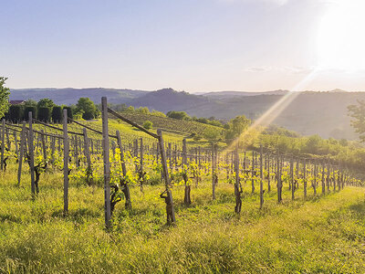 Cofanetto regalo Dall’uva al vino: visita alla cantina e degustazione vini in tenuta agricola a Pavia