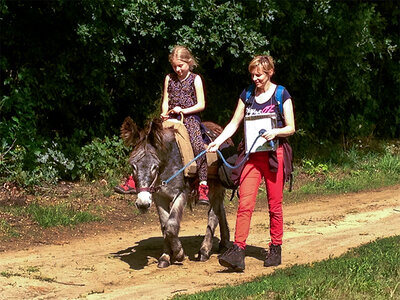 Coffret Promenade en famille d'une journée avec un âne à Diest