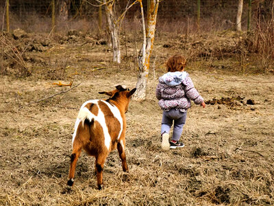 Alpaca, natura e dolcezza: visita guidata in fattoria a Siena per 3 persone