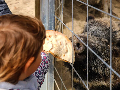 Cofanetto Alpaca, natura e dolcezza: visita guidata in fattoria a Siena per 3 persone