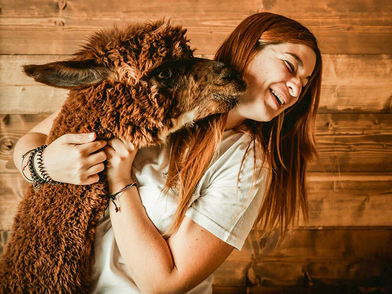 Alpaca, natura e dolcezza: visita guidata in fattoria a Siena per 3 persone