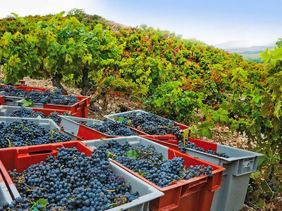 Caja Bodega Marqués de Cáceres, La Rioja: visita, cata de vino y queso para 2