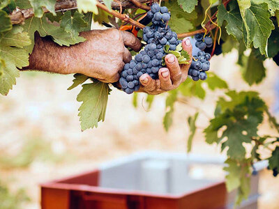 Bodega Marqués de Cáceres, La Rioja: visita, cata de vino y queso para 2