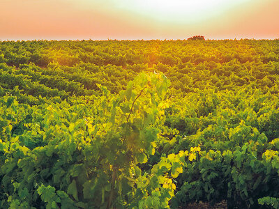 Caja regalo Visita con cata y almuerzo para 2 personas en Finca Antigua