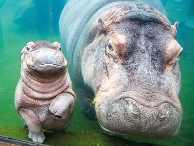 2-tägige Entdeckungsreise im ZooParc de Beauval für 2 Erwachsene