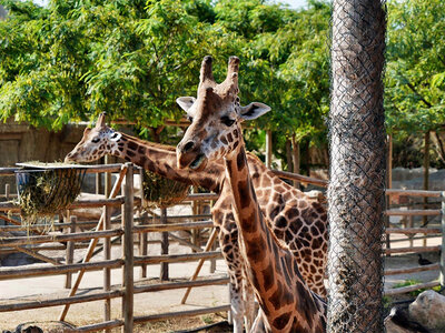 Caja ¡Diversión en familia!: 2 entradas para 2 adultos y 2 niños a Terra Natura Murcia