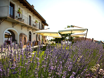 Dalla vigna alla Spa: 2 notti con vinoterapia a Monforte d’Alba nelle Langhe