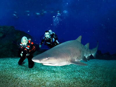 Caja ¡Quién dijo miedo! 1 experiencia de buceo con tiburones de 2h en España