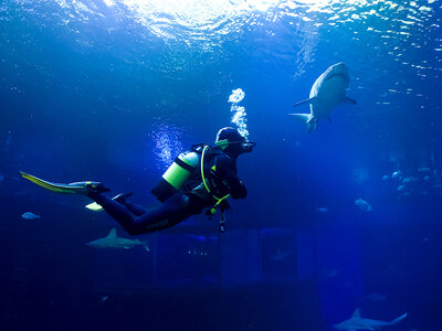 Caja regalo ¡Quién dijo miedo! 1 experiencia de buceo con tiburones de 2h en España