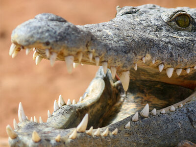 Coffret cadeau Journée passionnante en famille à la Ferme aux Crocodiles, près d'Avignon pour 4