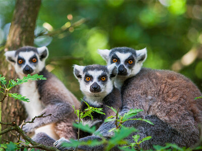 Coffret cadeau Journée zoo en famille pour 1 adulte et 2 enfants au Safari de Peaugres