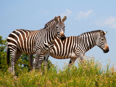 Coffret Journée zoo en famille pour 1 adulte et 2 enfants au Safari de Peaugres