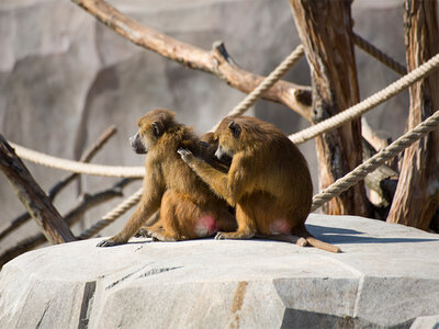 Coffret Activité en famille : entrée pour 2 adultes et 2 enfants au Parc Zoologique de Paris