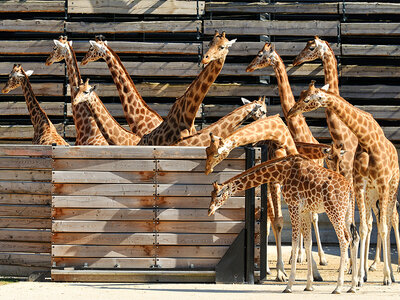 Coffret cadeau Journée fascinante au Parc Zoologique de Paris pour 1 adulte et 2 enfants