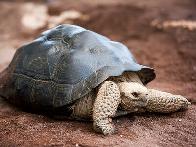 Découverte près de Montélimar : 1 entrée adulte et 1 entrée enfant pour La Ferme aux Crocodiles
