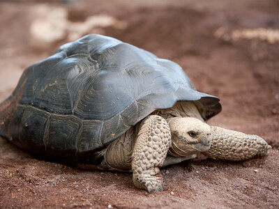 Journée en famille près de Montélimar : entrées pour La Ferme aux Crocodiles pour 2 adultes et 1 enfant
