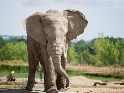 Coffret Journée zoo en duo : 2 entrées adultes pour le Safari de Peaugres