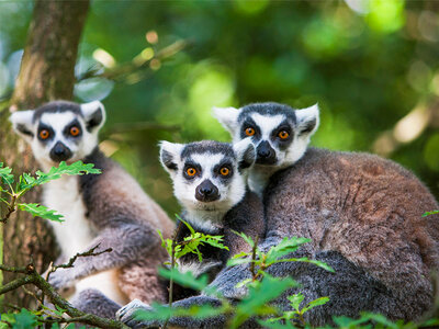 Journée zoo en duo : 2 entrées adultes pour le Safari de Peaugres