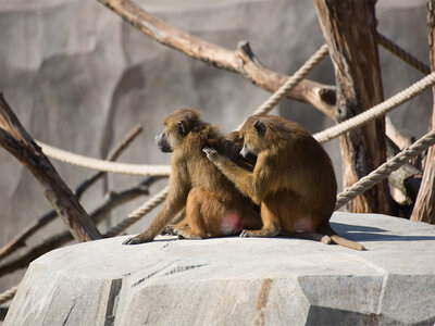 Journée fascinante au Parc Zoologique de Paris pour 2 adultes