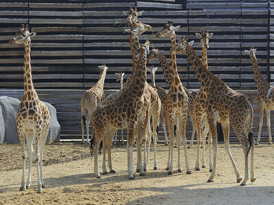 Coffret Journée fascinante au Parc Zoologique de Paris pour 2 adultes